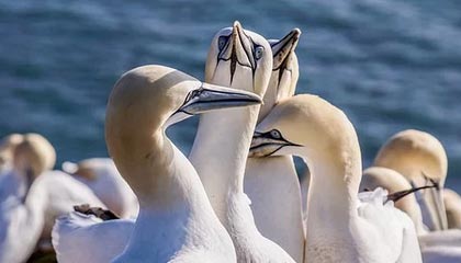 JiuyouAPP下载-美国CS_GO战队备战Copenhagen Major，csgo美洲战队