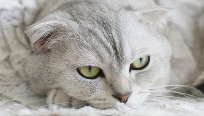 九游娱乐官网 (JIUYOU)-体育文化展引入非遗项目丰富内容，体育类的非遗项目